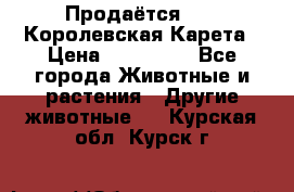 Продаётся!     Королевская Карета › Цена ­ 300 000 - Все города Животные и растения » Другие животные   . Курская обл.,Курск г.
